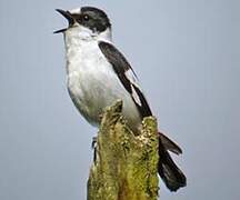 Collared Flycatcher