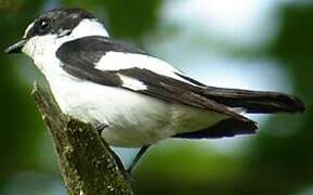 Collared Flycatcher