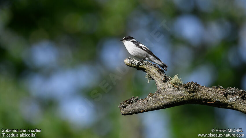 Collared Flycatcher male adult breeding