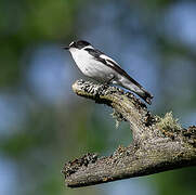 Collared Flycatcher