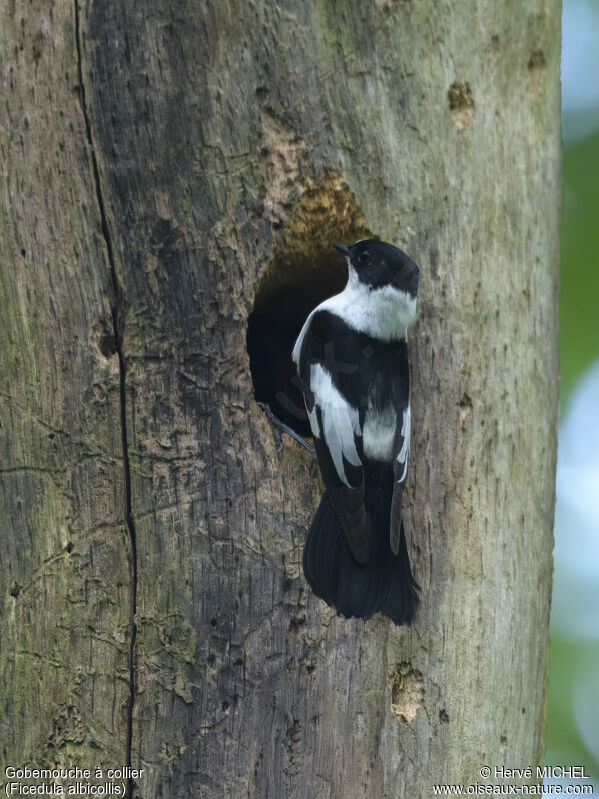Collared Flycatcher male adult breeding
