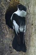 Collared Flycatcher