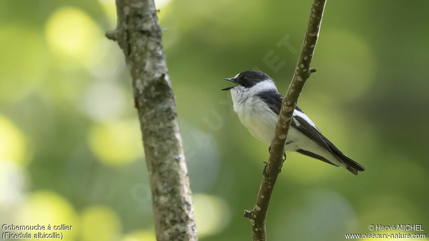 Collared Flycatcher male adult breeding