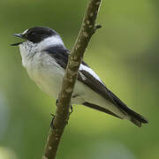 Collared Flycatcher