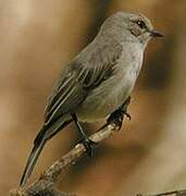 African Grey Flycatcher