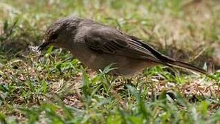 African Grey Flycatcher