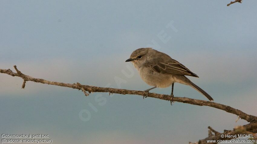 African Grey Flycatcher