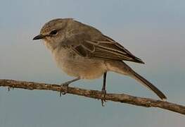 African Grey Flycatcher