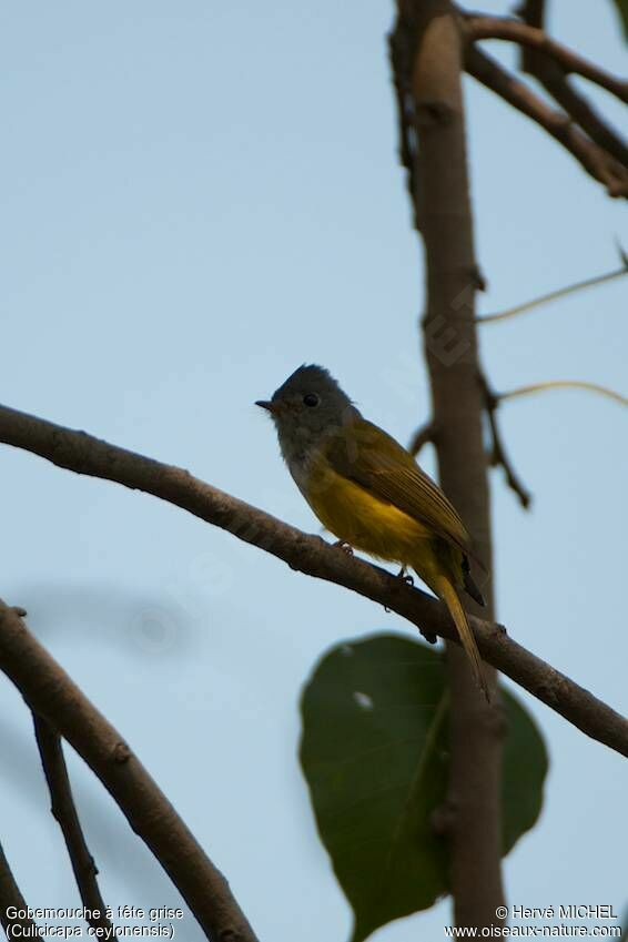 Grey-headed Canary-flycatcheradult