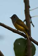 Grey-headed Canary-flycatcher