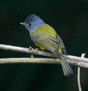 Grey-headed Canary-flycatcher