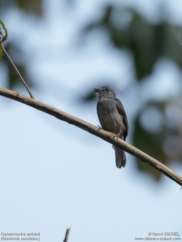 Dusky-blue Flycatcher