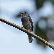 Dusky-blue Flycatcher