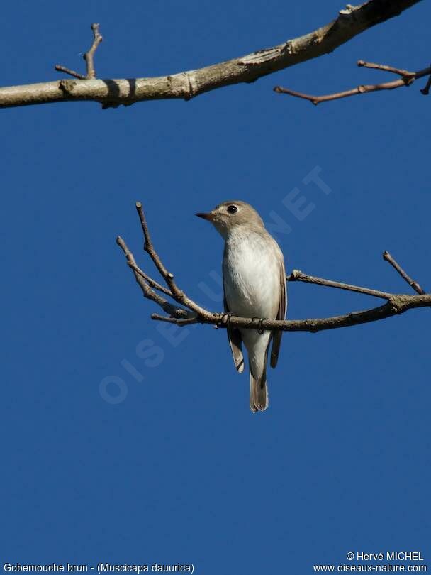 Asian Brown Flycatcher