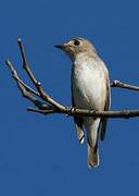 Asian Brown Flycatcher