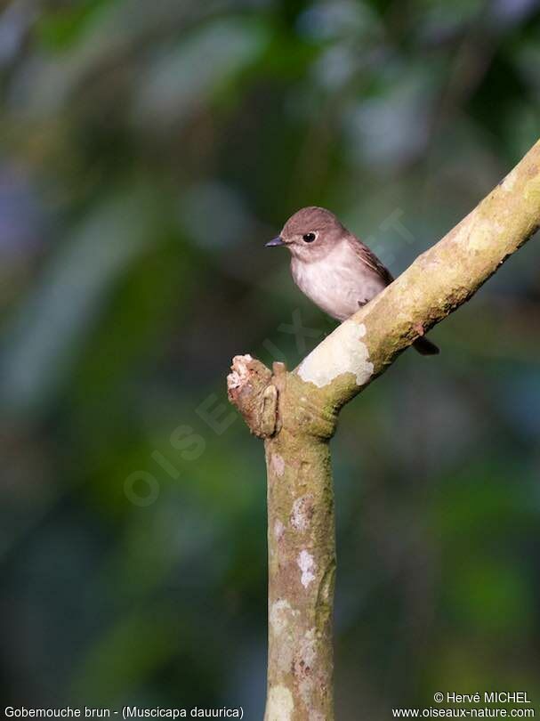 Asian Brown Flycatcher