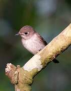 Asian Brown Flycatcher