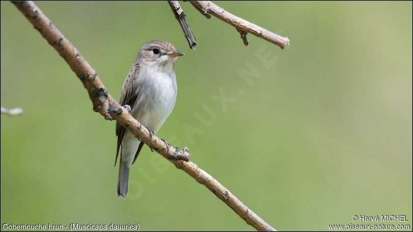 Asian Brown Flycatcher