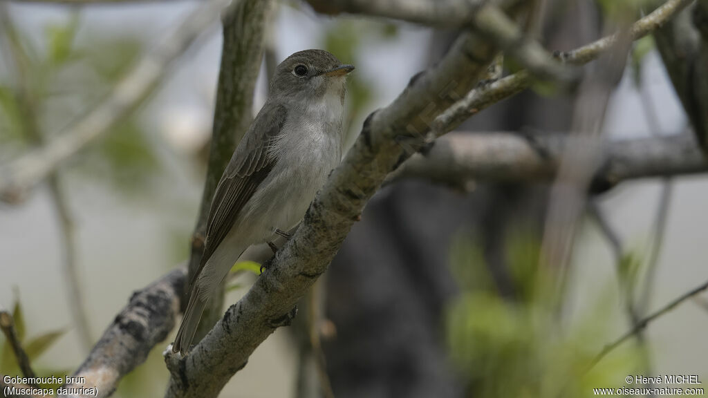 Asian Brown Flycatcher