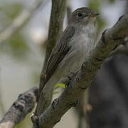 Asian Brown Flycatcher