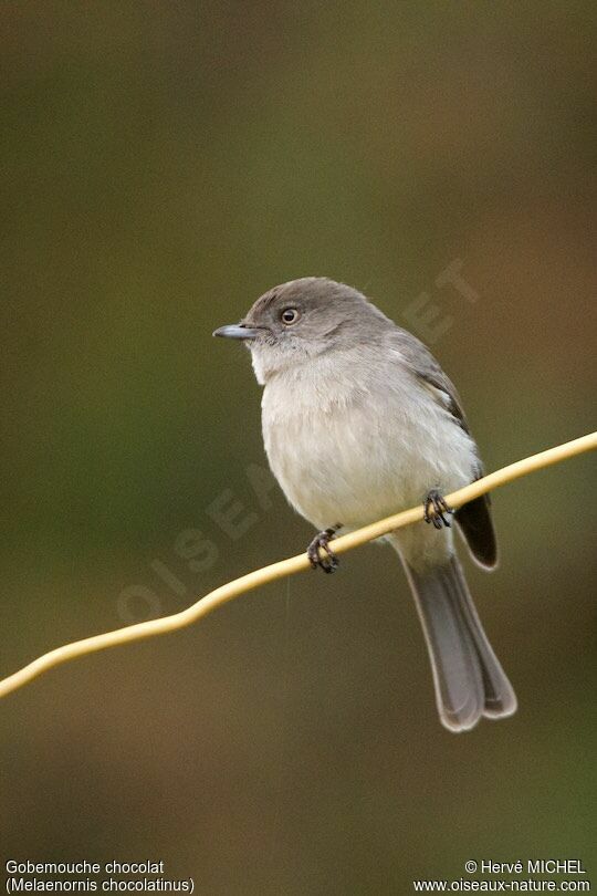 Abyssinian Slaty Flycatcher