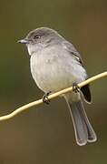 Abyssinian Slaty Flycatcher