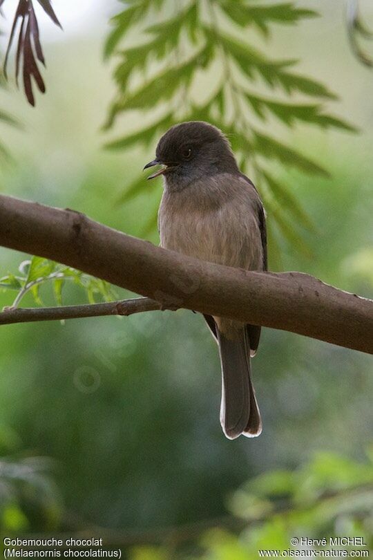 Abyssinian Slaty Flycatcher