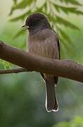 Abyssinian Slaty Flycatcher