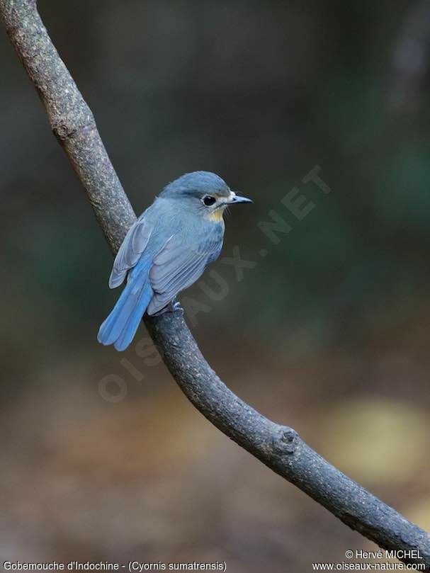 Indochinese Blue Flycatcher male immature