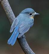 Indochinese Blue Flycatcher