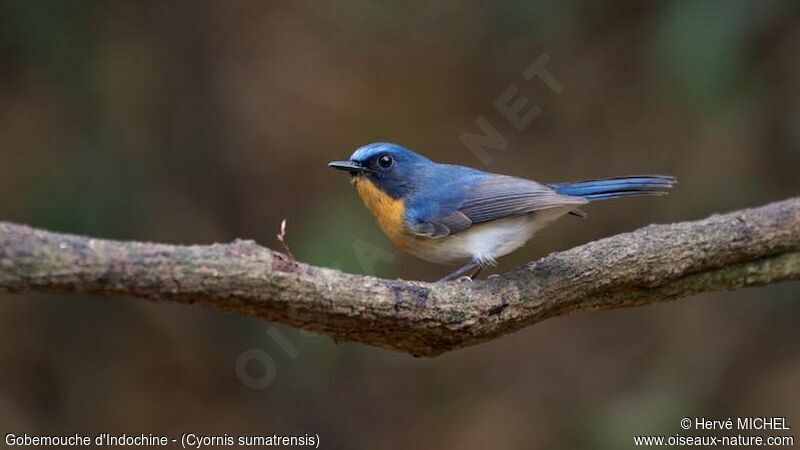 Indochinese Blue Flycatcher male adult