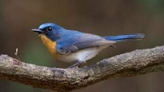 Indochinese Blue Flycatcher