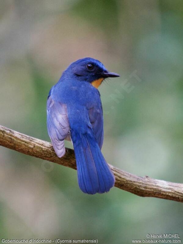 Indochinese Blue Flycatcher male adult