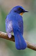 Indochinese Blue Flycatcher