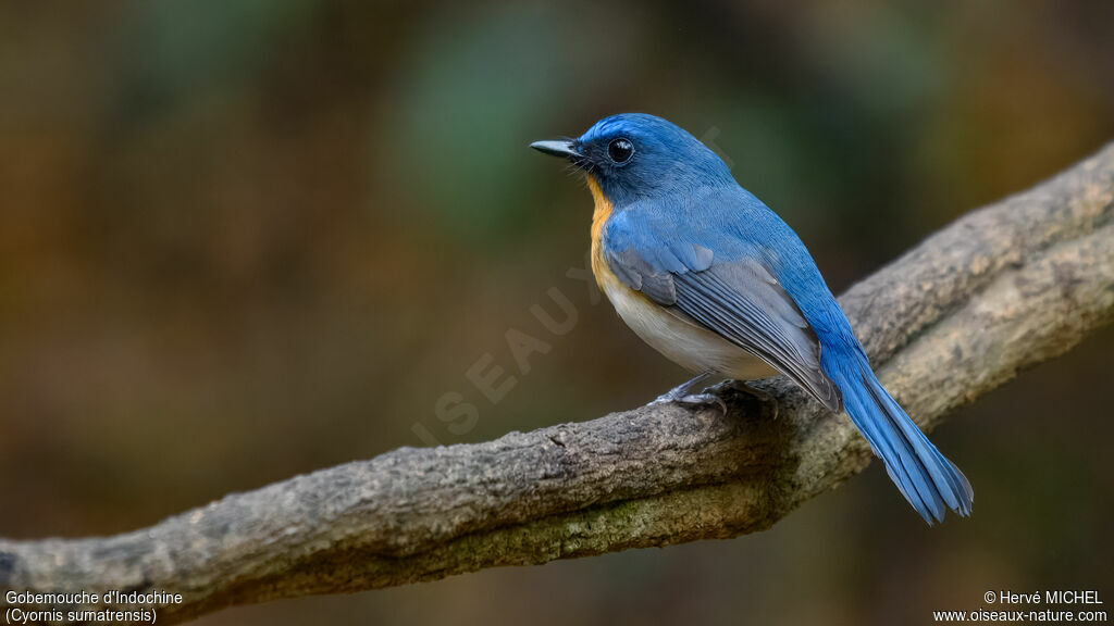 Indochinese Blue Flycatcher male adult breeding