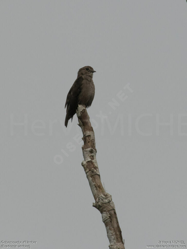 Ussher's Flycatcheradult, identification