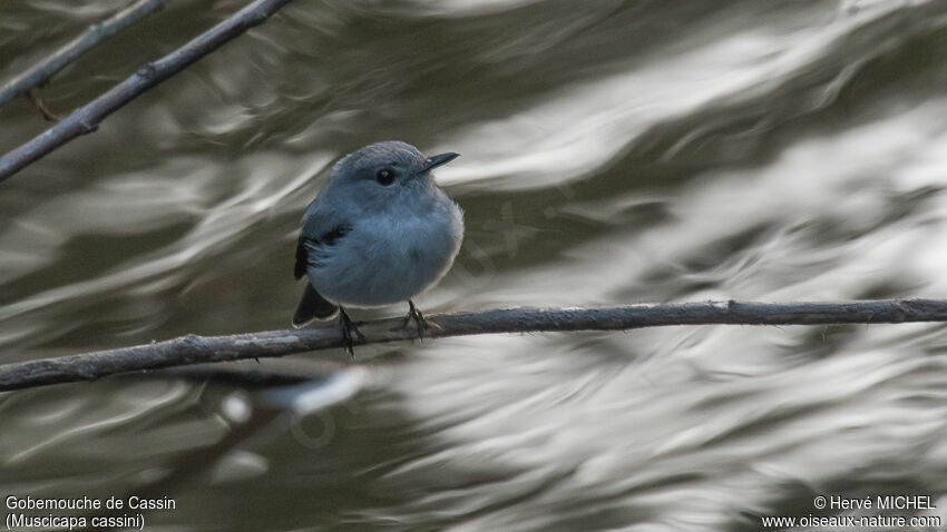 Cassin's Flycatcher