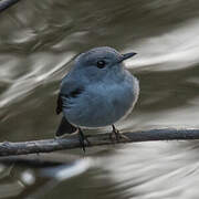 Cassin's Flycatcher