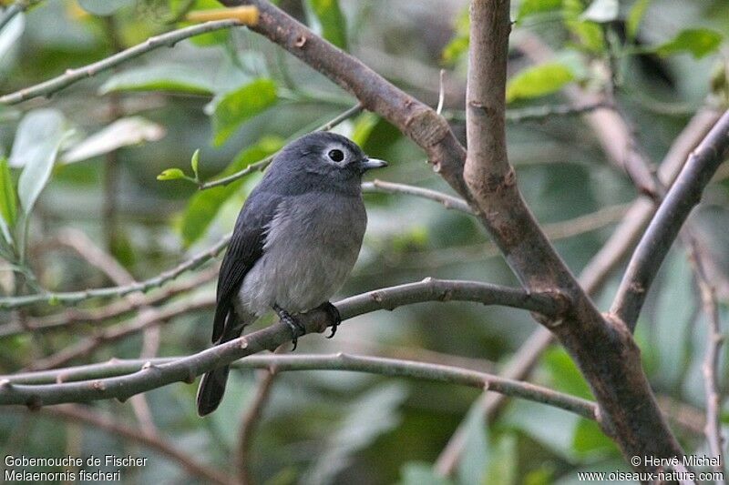 White-eyed Slaty Flycatcher