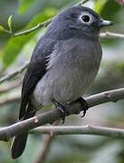 White-eyed Slaty Flycatcher