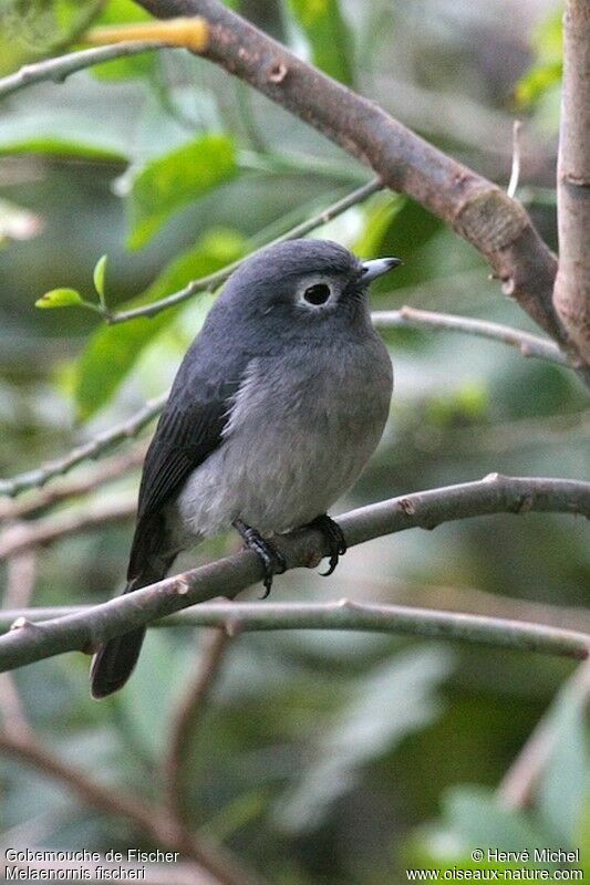 White-eyed Slaty Flycatcher