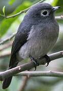 White-eyed Slaty Flycatcher