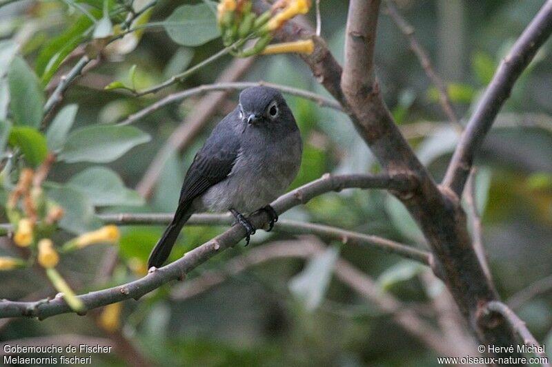 White-eyed Slaty Flycatcher