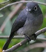 White-eyed Slaty Flycatcher