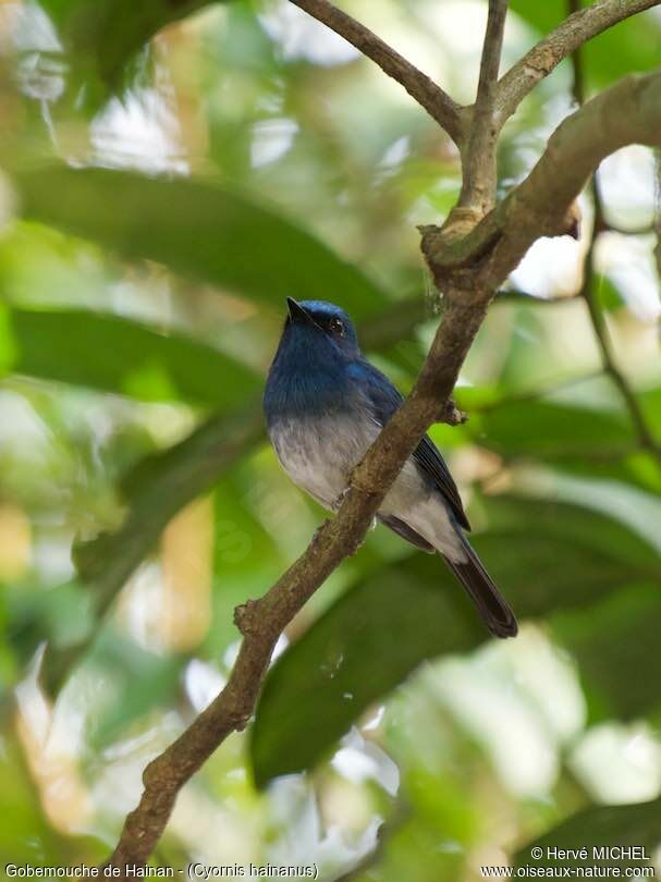 Hainan Blue Flycatcher