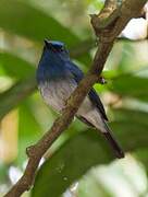 Hainan Blue Flycatcher