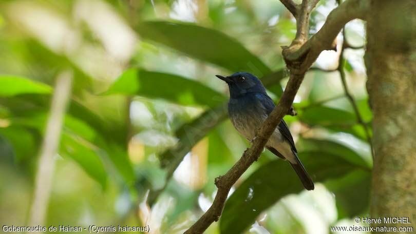 Hainan Blue Flycatcher