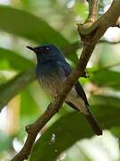 Hainan Blue Flycatcher