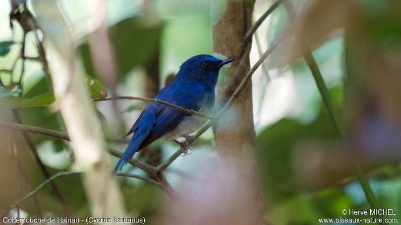 Hainan Blue Flycatcher