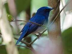 Hainan Blue Flycatcher